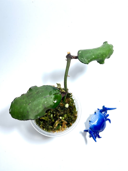 Hoya waymaniae borneo - starting to root