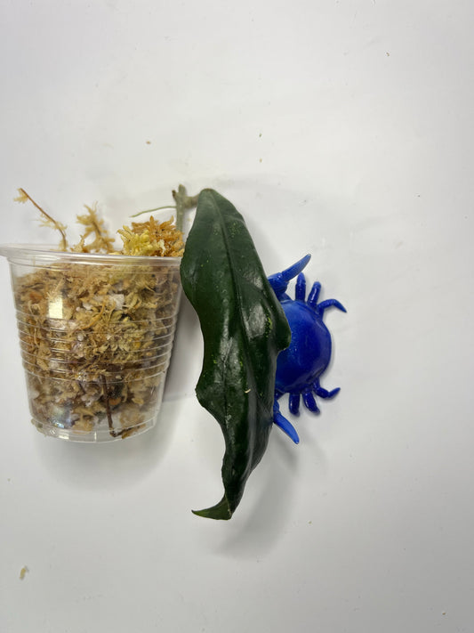 Hoya sp limbang - Unrooted