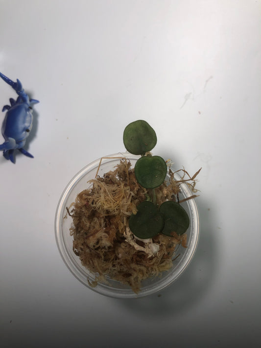 Hoya serpens with some roots