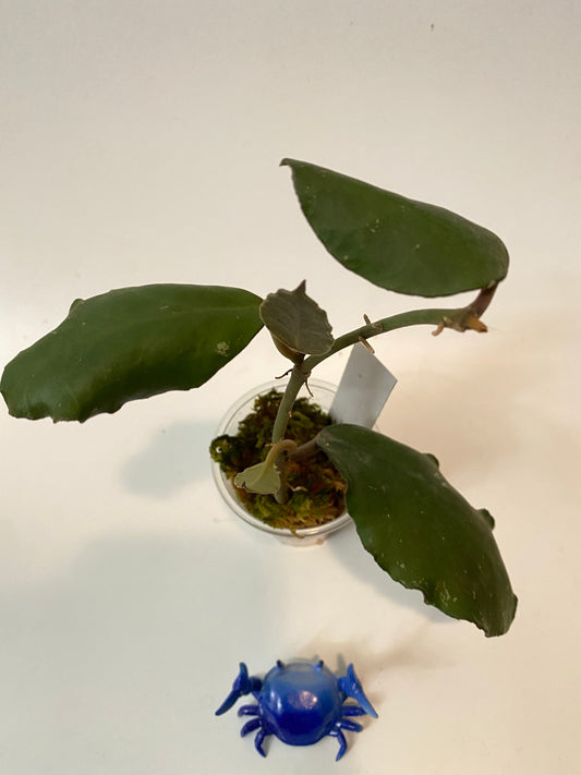 Hoya waymaniae borneo - active growth