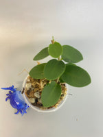 Hoya cumingiana - active growth