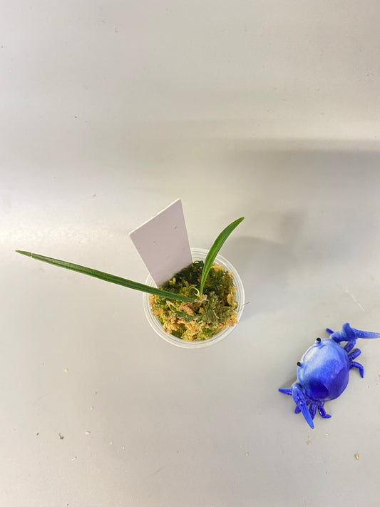 Hoya acicularis - rooted