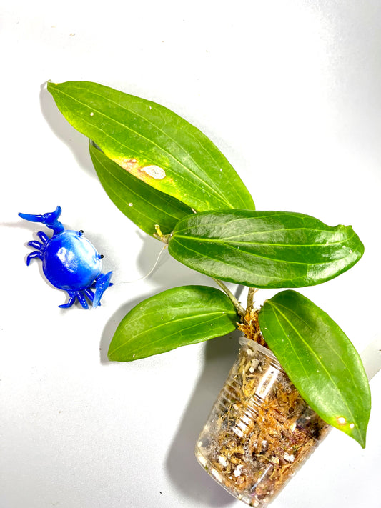 Hoya valmayoriana - 3 nodes - growth forming
