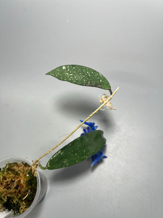 Hoya scortechinii pink UT001- has some roots