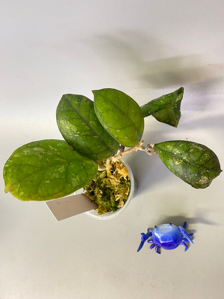Hoya cv larisa - new growth