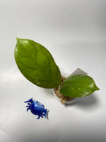 Hoya forbesii sabah - Unrooted