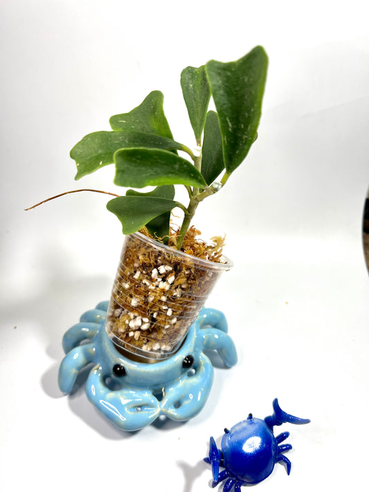 Hoya manipurensis - Unrooted