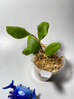 Hoya isabelchanae / GPS 7-35- unrooted