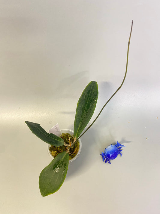 Hoya Benvergarai - active growth