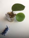 Hoya sweet scent
