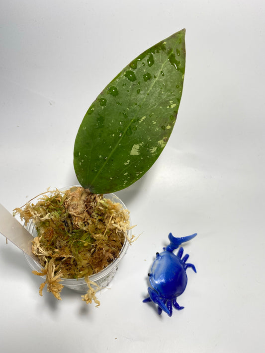 Hoya LP4 - EPC 376 - has some roots