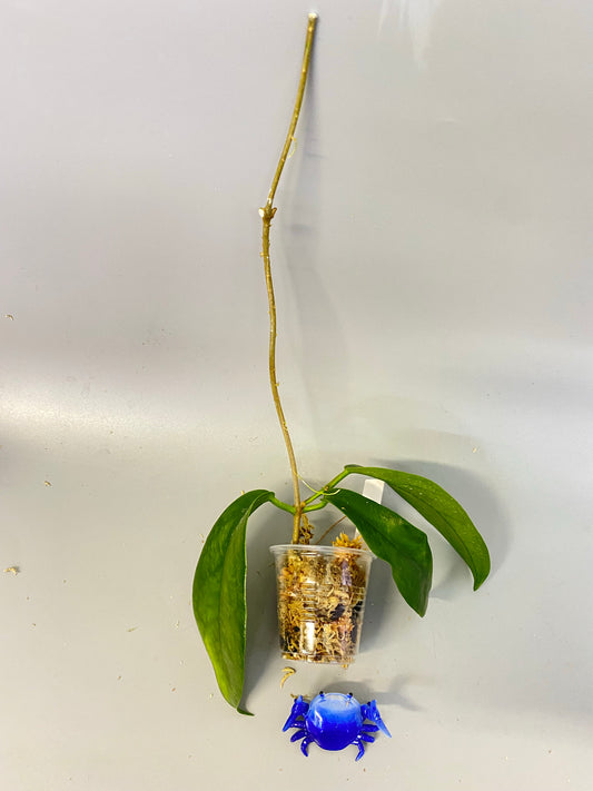 Hoya subcalva - Unrooted