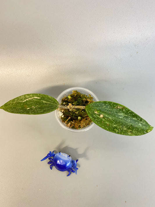 Hoya rangsan - growth point forming