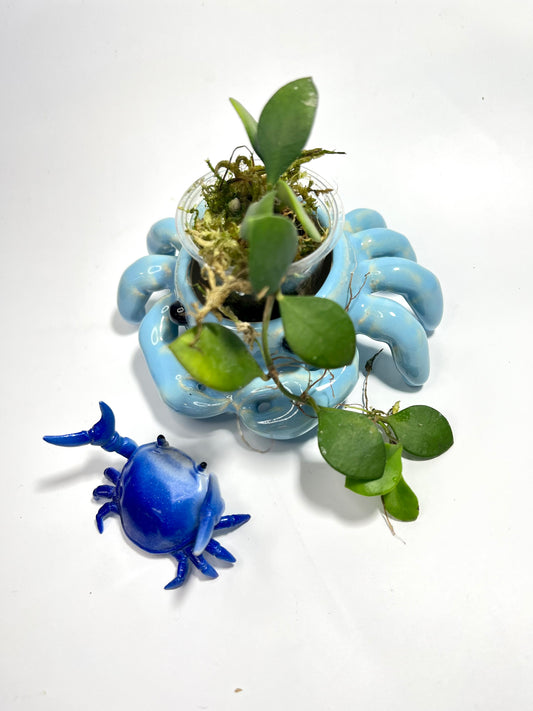 Hoya carmelae - starting to root