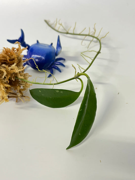 Hoya limoniaca  - Unrooted