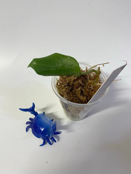 Hoya quinquenervia - has some roots