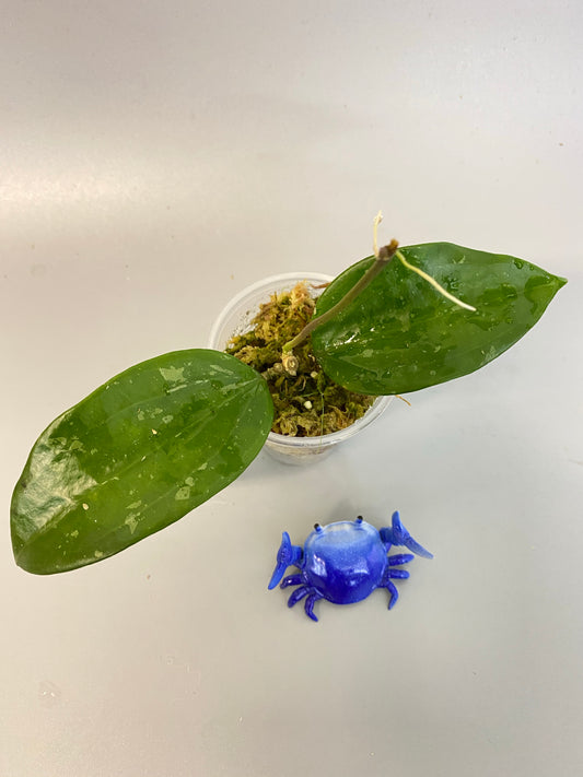 Hoya macrophylla snow queen - growth point forming