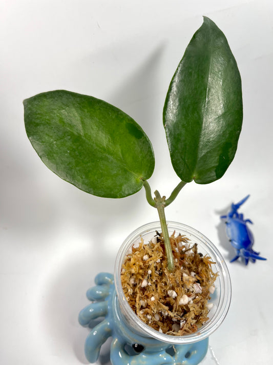 Hoya Macgillivrayi - Unrooted