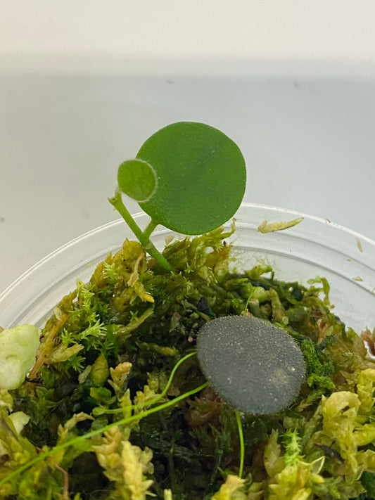 Hoya serpens - active growth