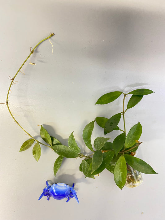 Hoya Rebecca - active growth