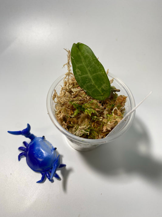 Hoya elliptica small leaf - has some roots