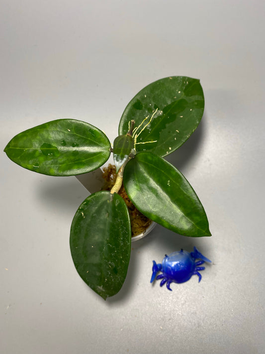 Hoya hanhiae yellow - active growth