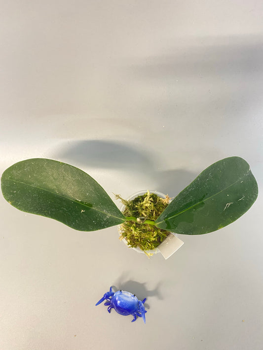 Hoya UT-030 - Has growth point