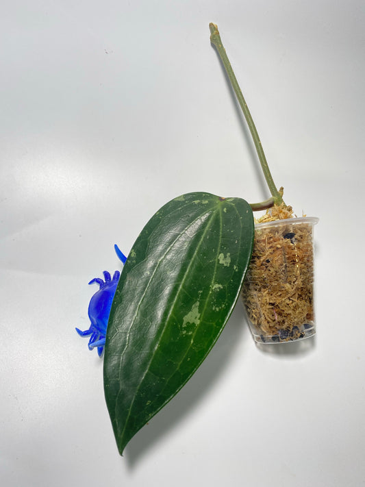 Hoya polystachya - unrooted