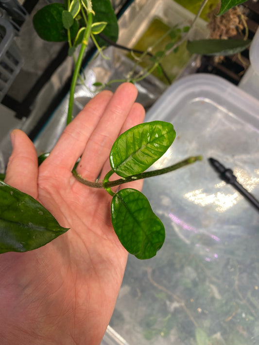Hoya globulosa - Unrooted