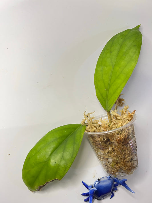 Hoya vitellinoides - Unrooted