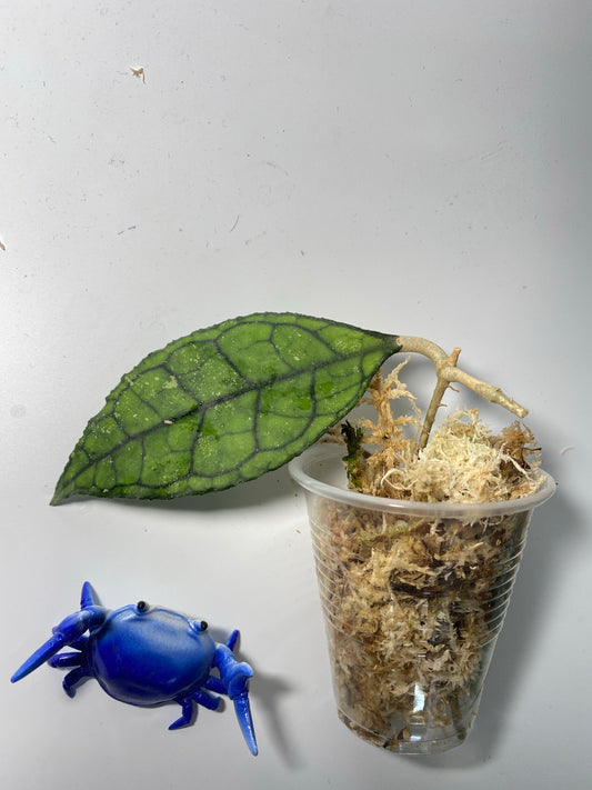 Hoya finlaysonii Big leaf - 2 nodes, 1 leaf Unrooted