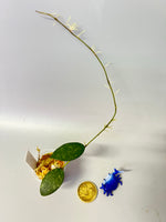 Hoya epc 600 / epc-600 - 7 nodes - has some roots