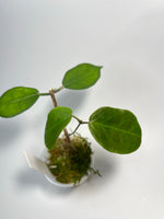 Hoya megalaster - active growth