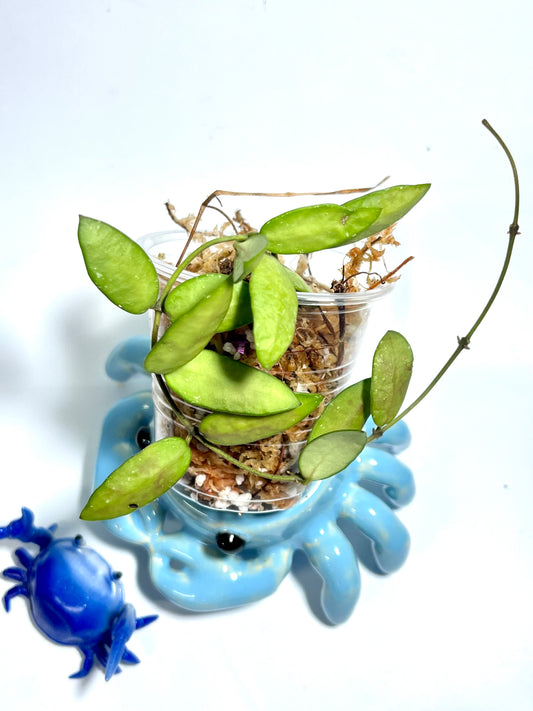 Hoya sigillatis alas river - Unrooted