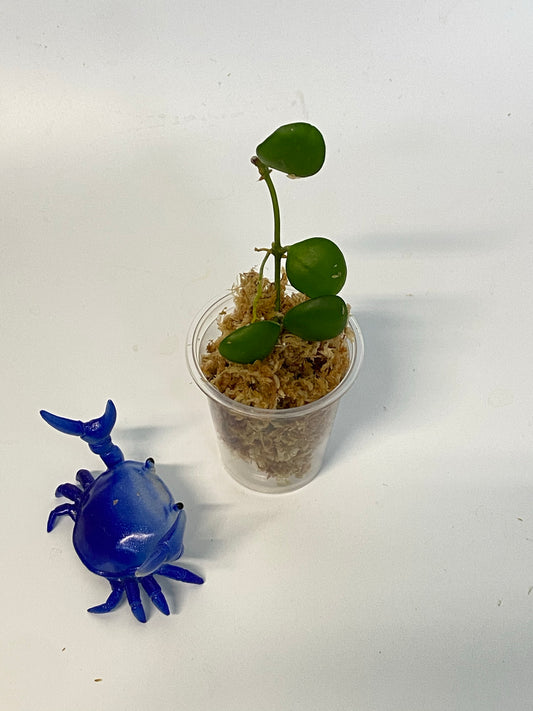 Hoya heuschkeliana yellow - starting to root