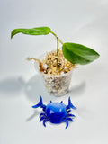 Hoya cutis-porcelana - unrooted