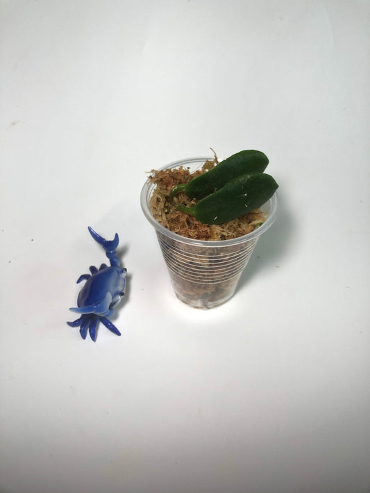 Hoya rotundiflora - Rooted