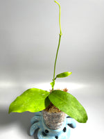 Hoya pimenteliana - starting to root