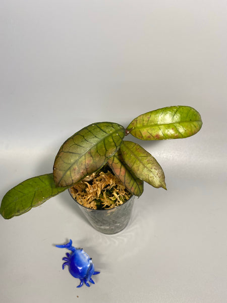 Hoya sp gunung gading - active growth
