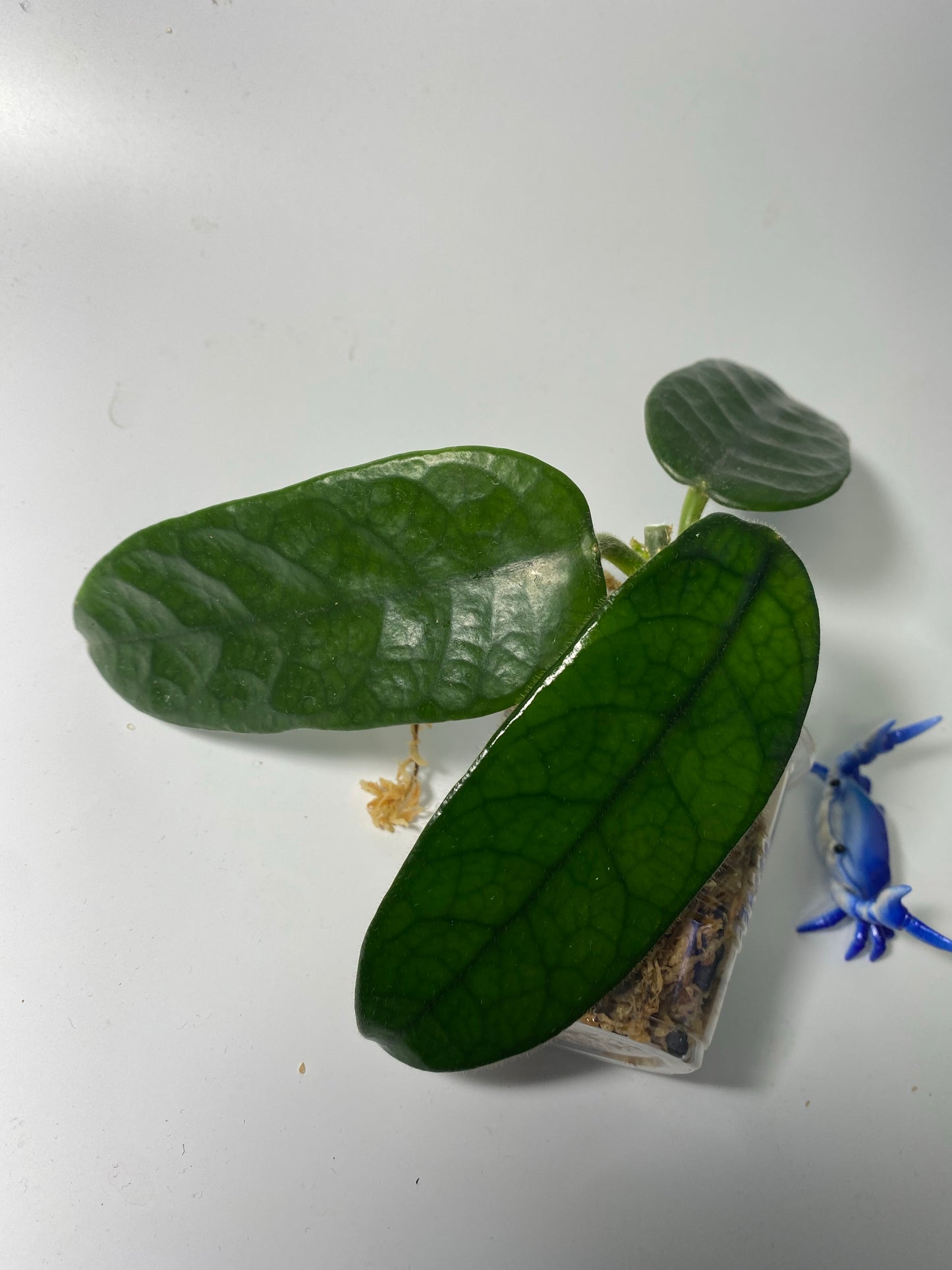 Hoya globulosa - Unrooted