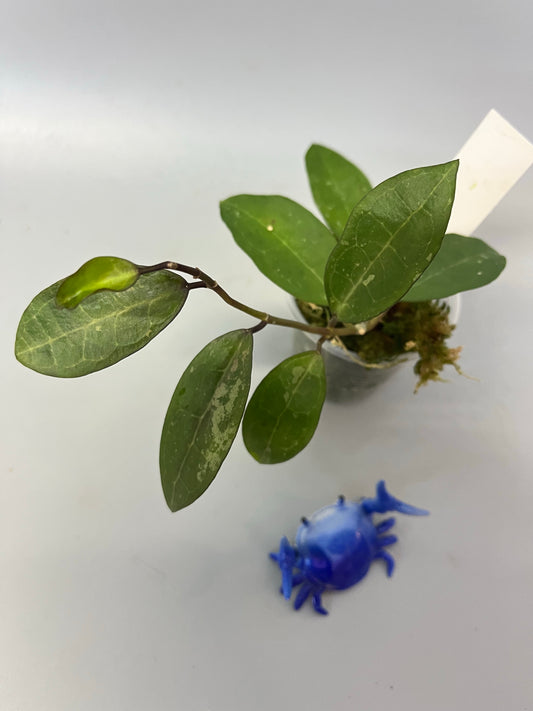 Hoya elliptica small leaf - active growth
