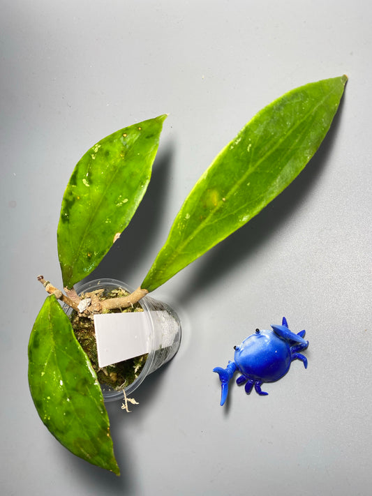 Reserved for Estelle - Hoya Estrellaensis waterfall IML 1256 - growth forming