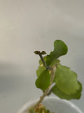 Reserved for Zuleica - Hoya kanyakumariana - active growth
