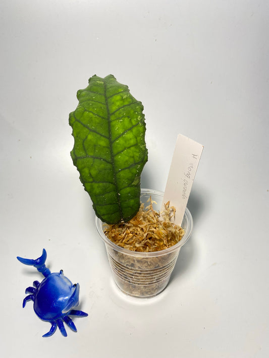 Hoya Nong nooch Iml 1541 - just starting to root