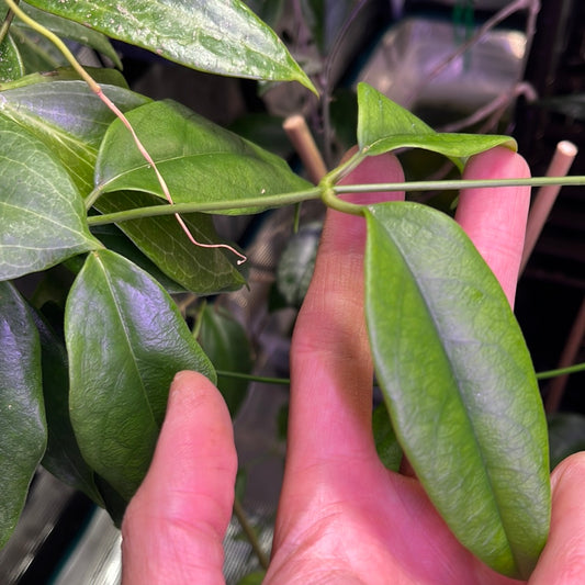 Hoya buotii sunrise - 2 nodes - Unrooted
