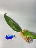 Hoya finlaysonii splash cv trang - Unrooted
