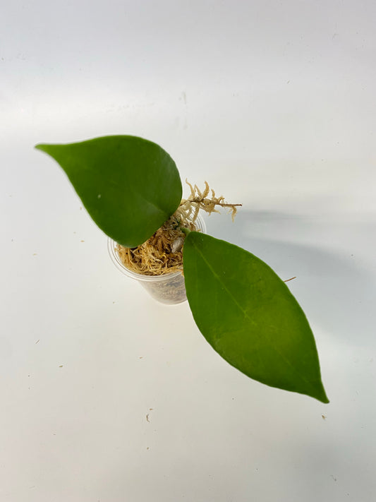 Hoya obscura - starting to root