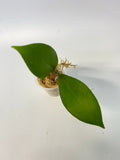 Hoya obscura - starting to root