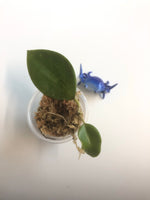 Hoya Genieve