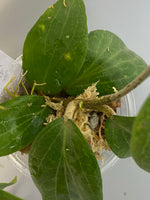 Hoya fitchii - orange - 3 active growth point